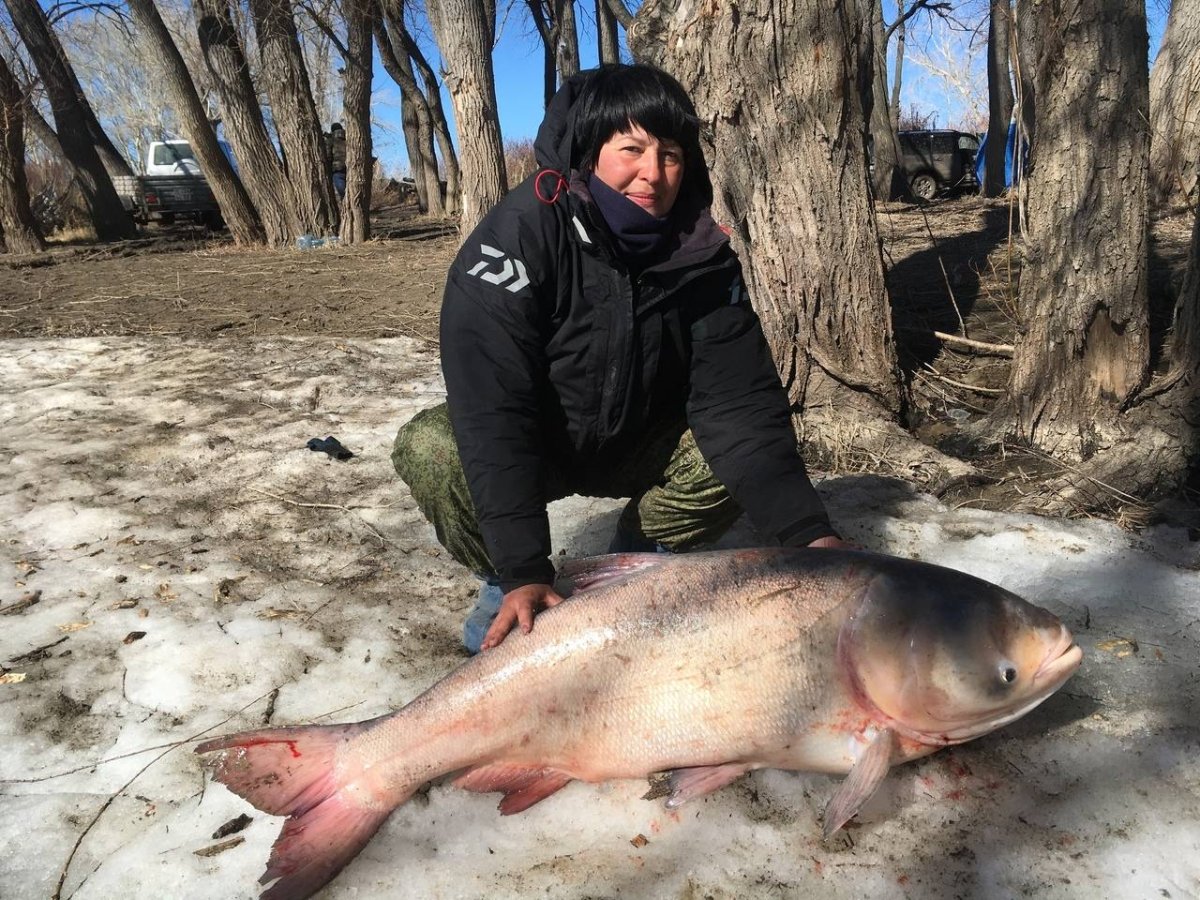 Сибас дорадо треска