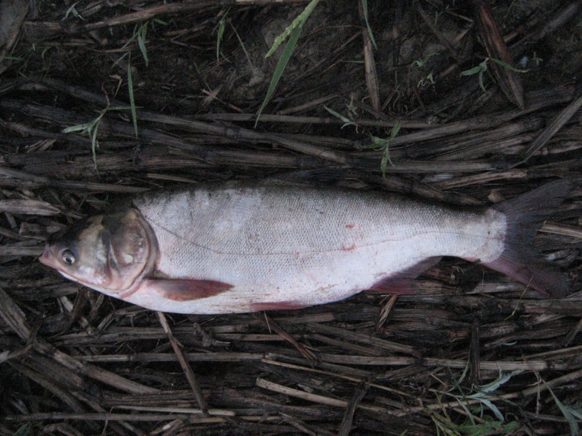 Любимая рыба Петра 1