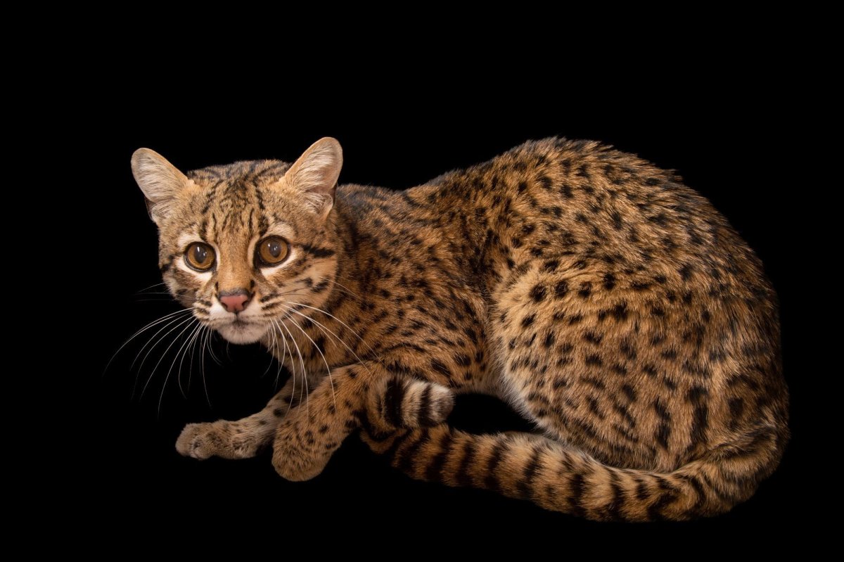 Испанский кот