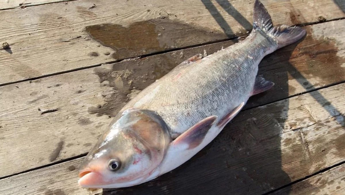 Белый толстолобик