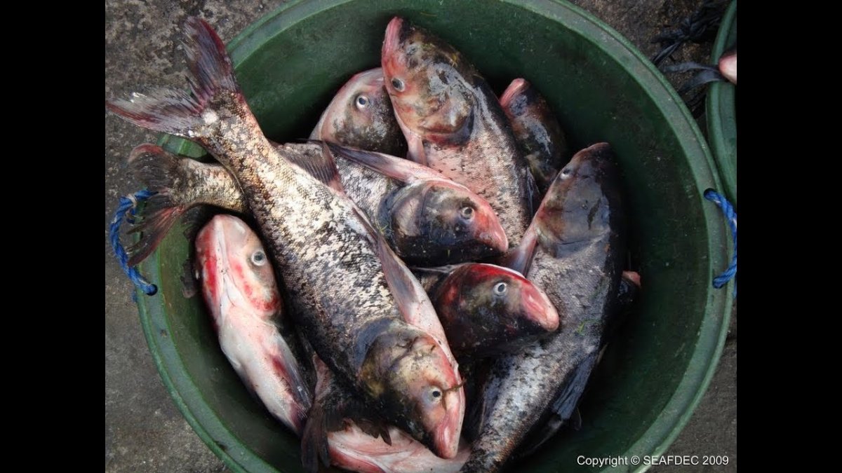 Малек карпа толстолобика