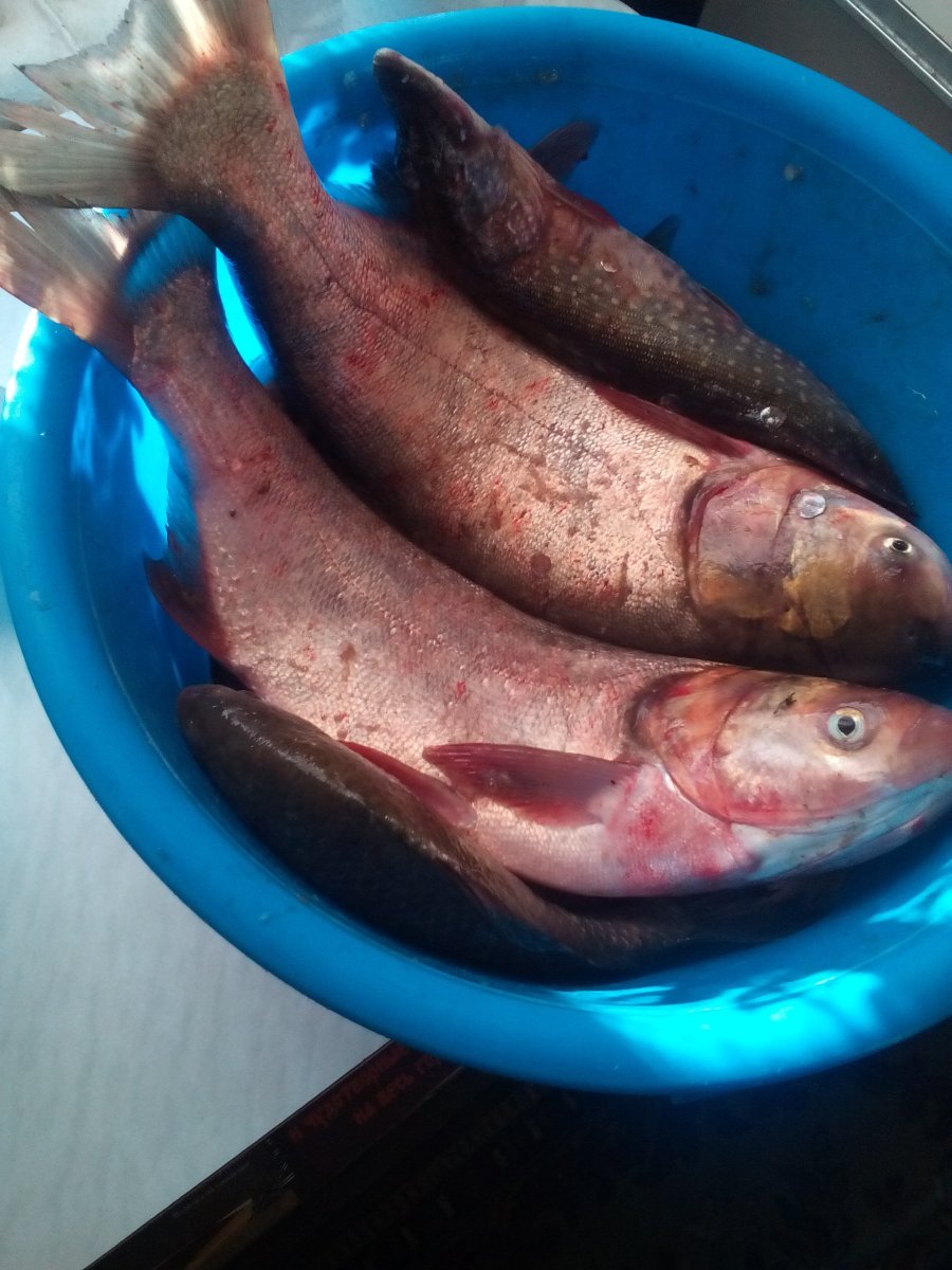 Биологические карпа