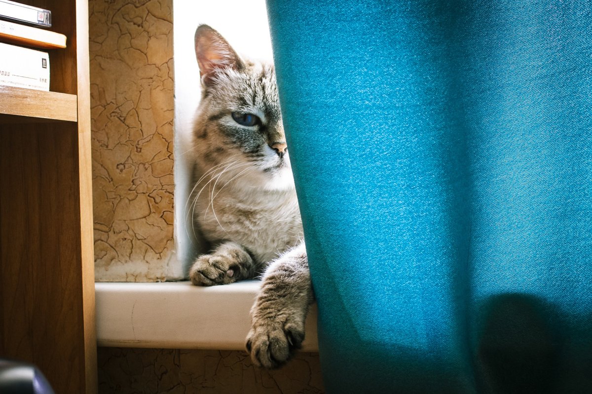 Смешная морда кота