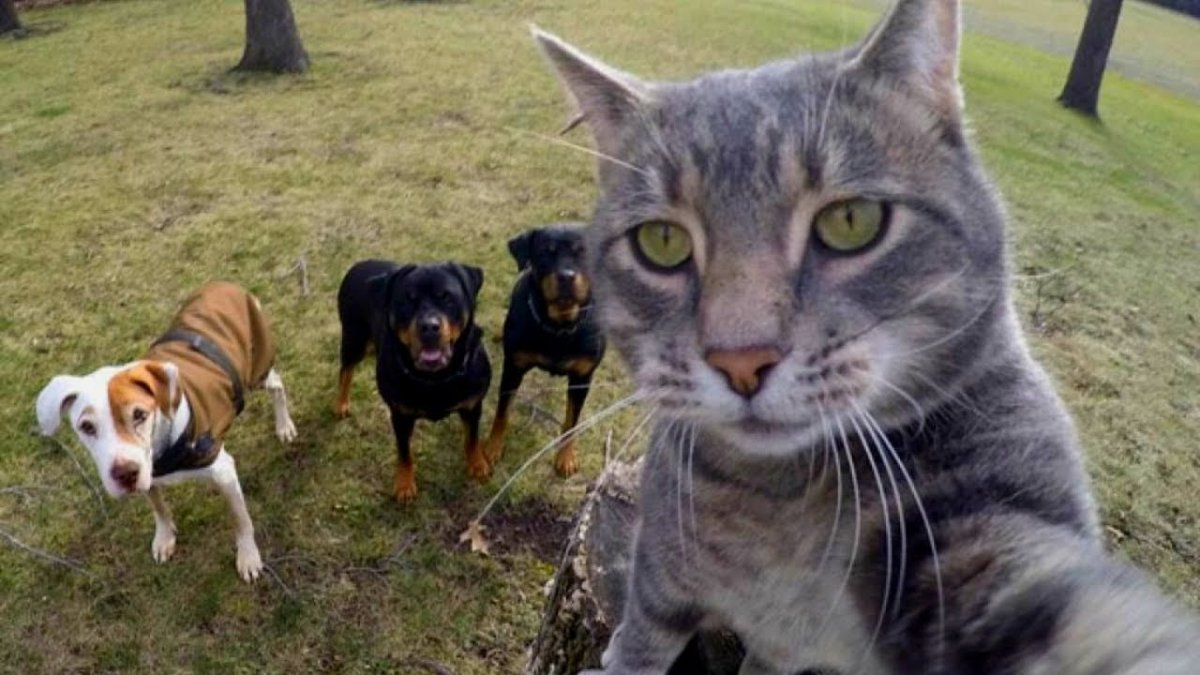 Задача с котиками