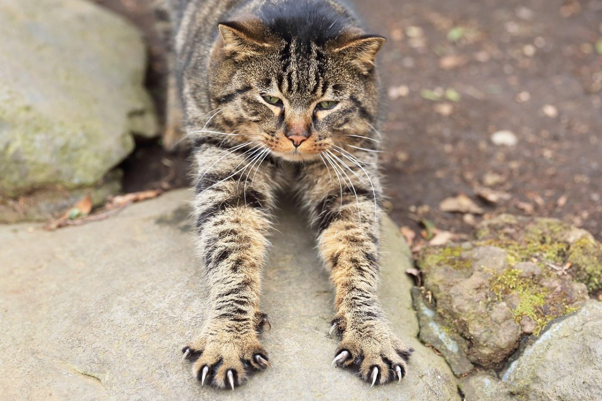 Рыжий кот Bamboo-04