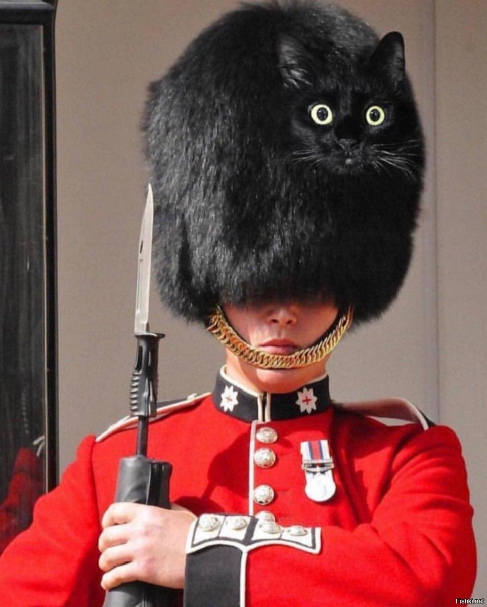 Кот в шляпе