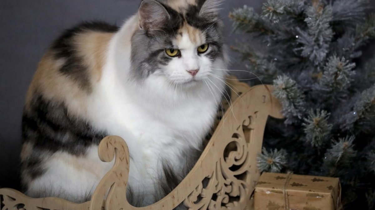 Удивленный кот