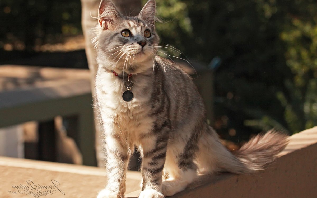 Кошка испанка