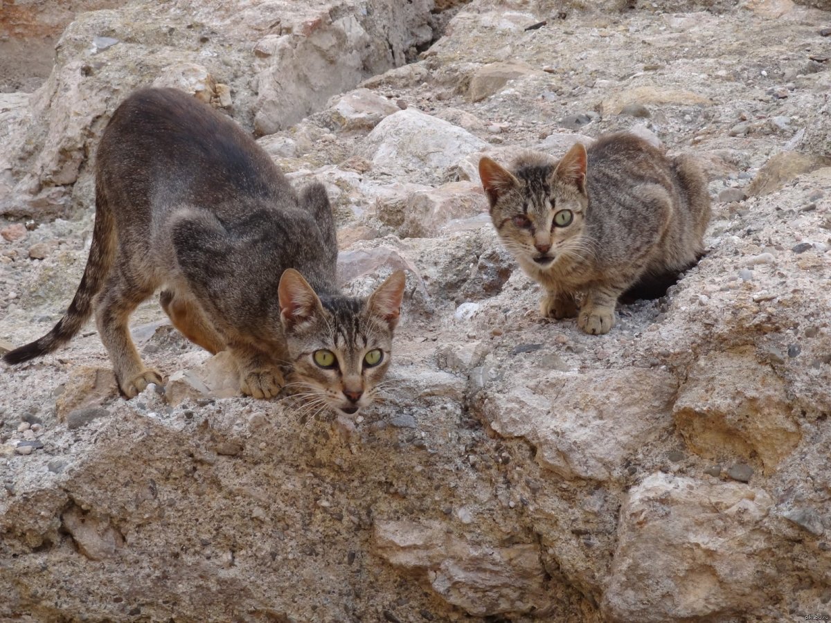Уличный кот матерый
