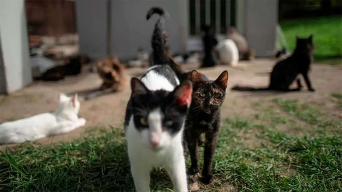 Кот в розовых очках