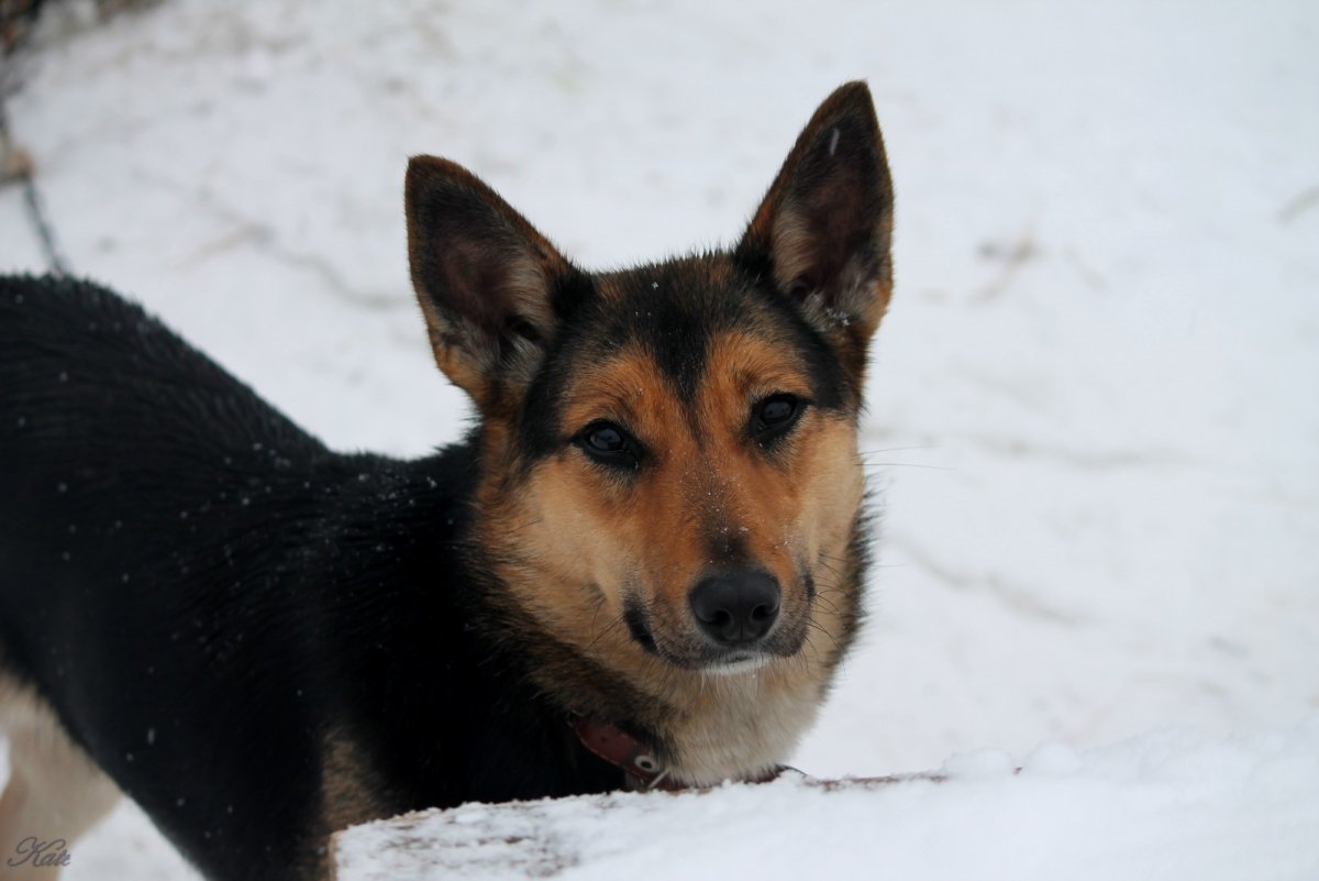 Благородный двортерьер