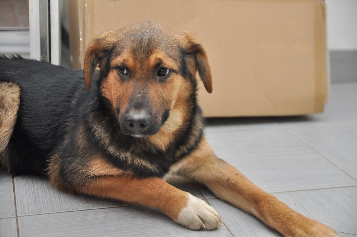 Собака дворняжка рыжая