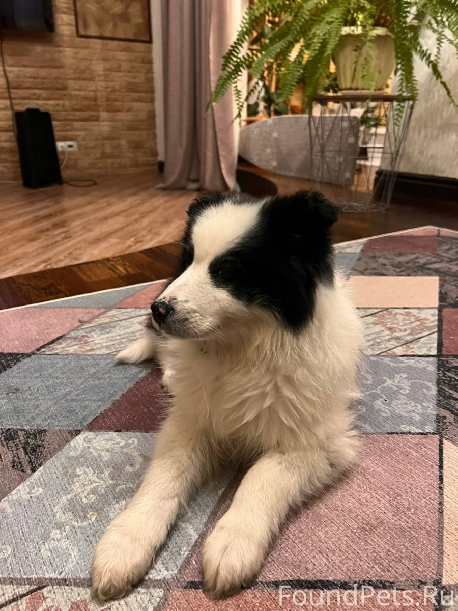 Грей собака дворняга серый