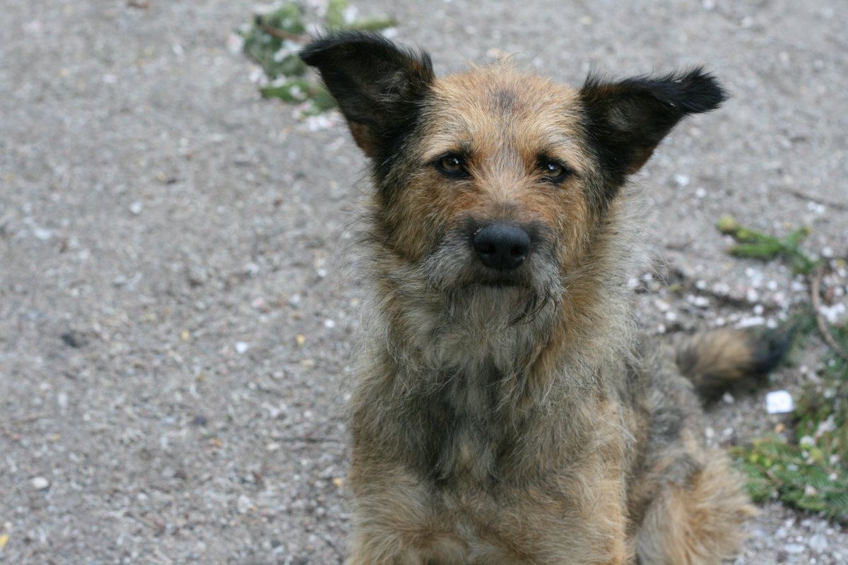 Королевская дворняжка