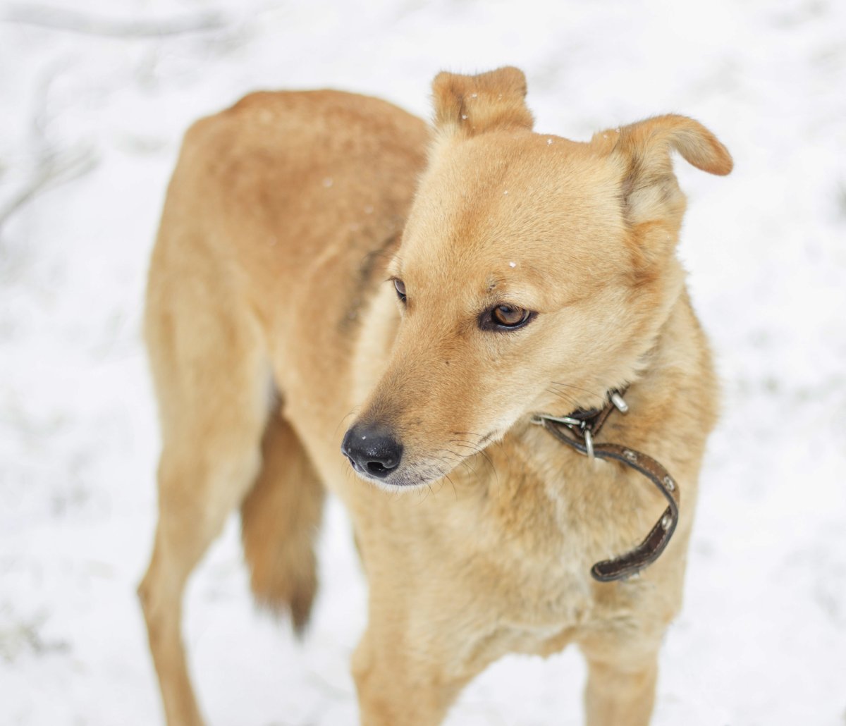 Беспородная собака дворняжка