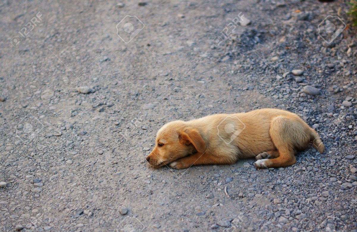 Маленькая собачка дворняжка