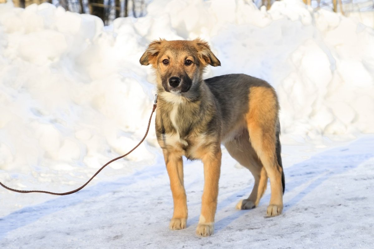 Беспородная собака дворняжка