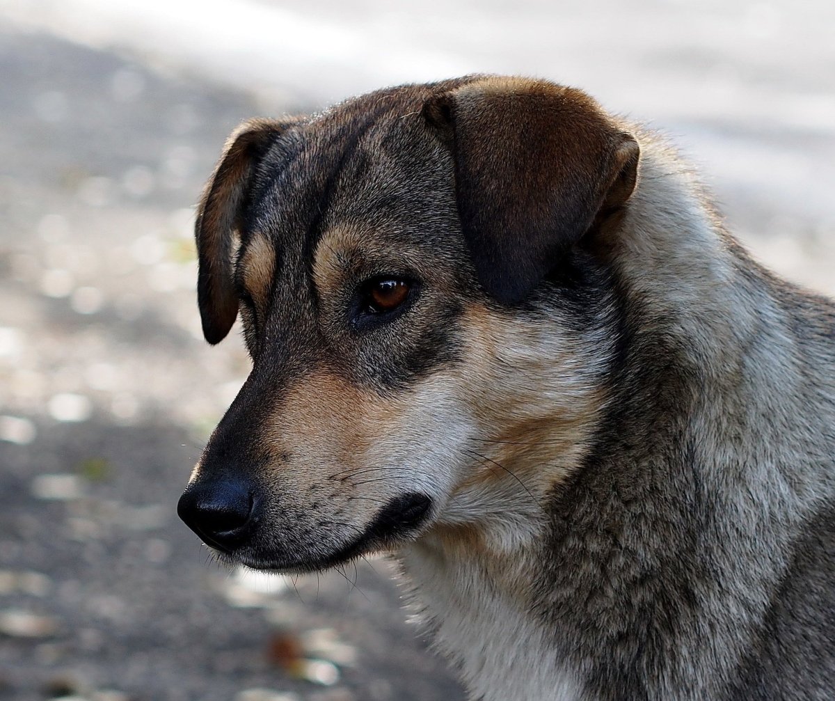 Дворняга щенок и взрослый