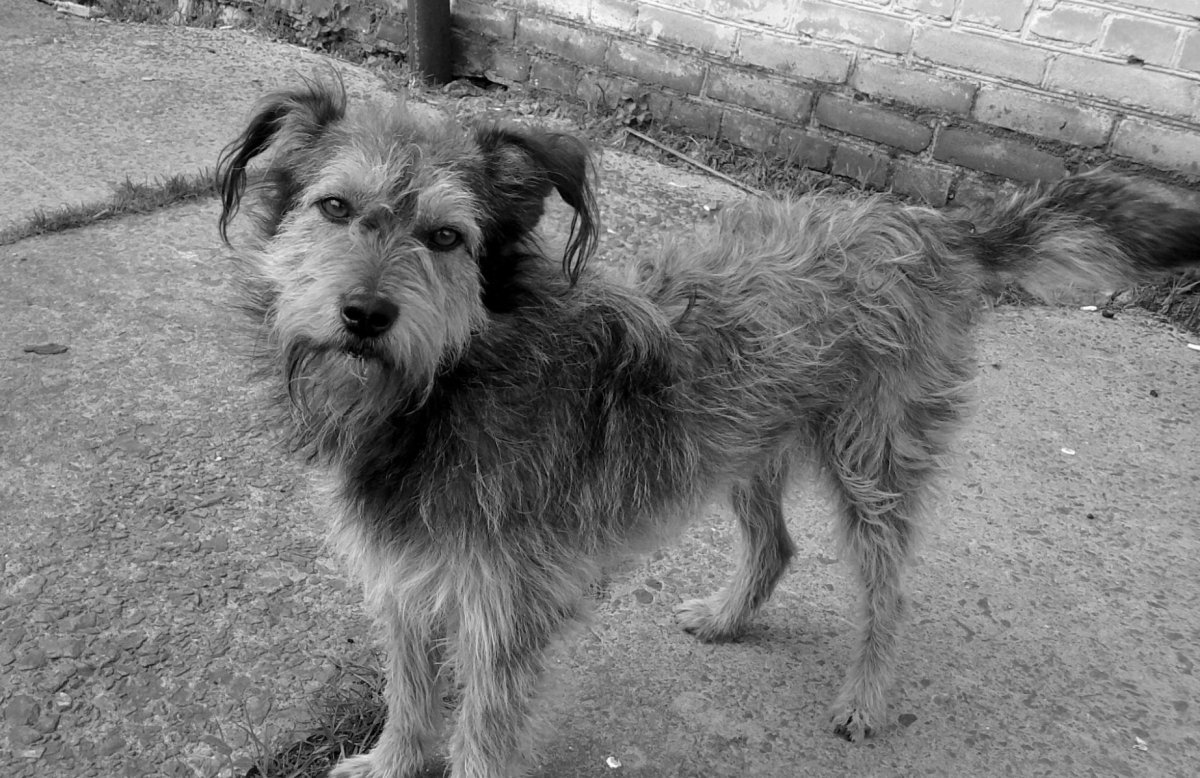 Западно Сибирская лайка дворняга