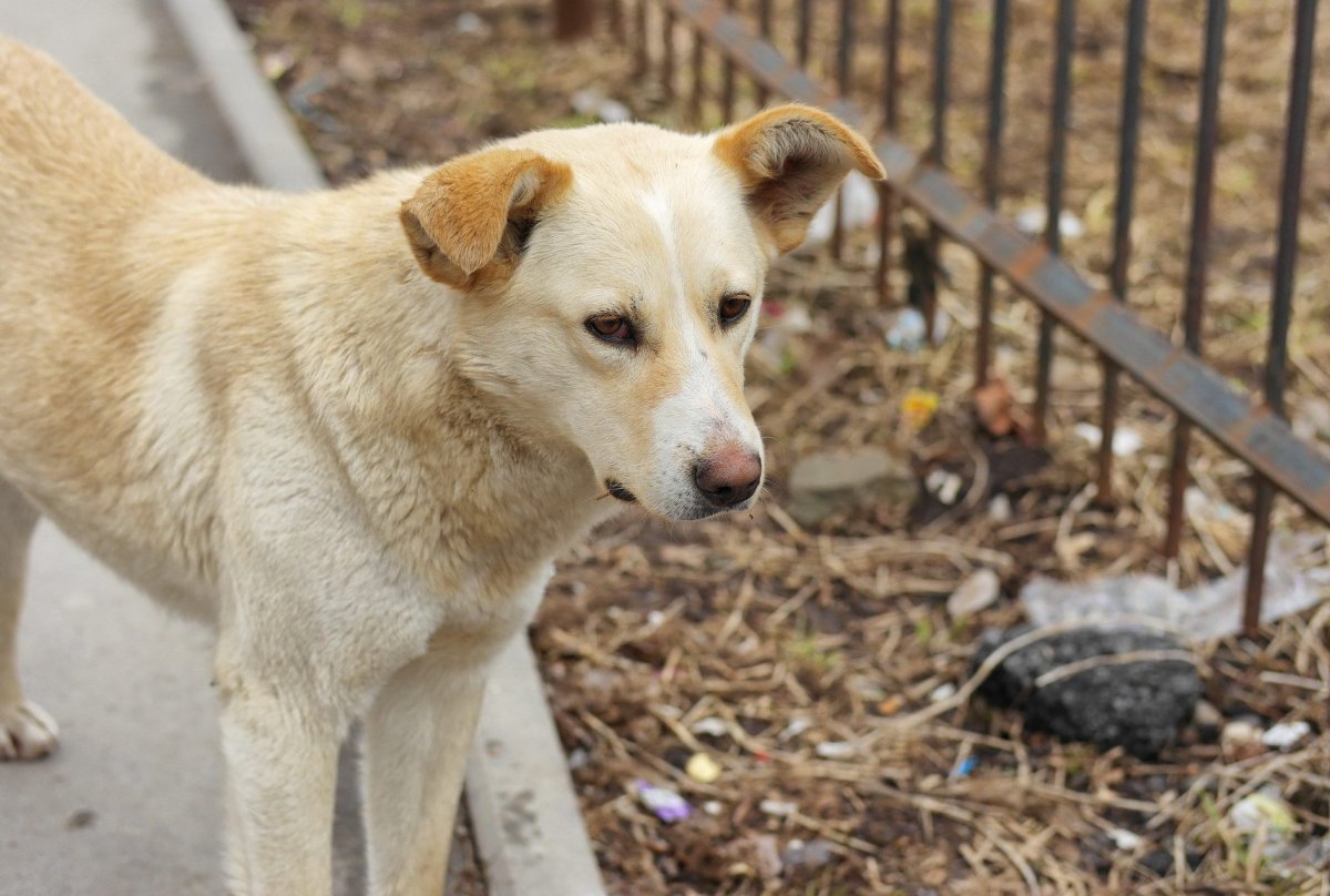 Дворовый пес дворняга