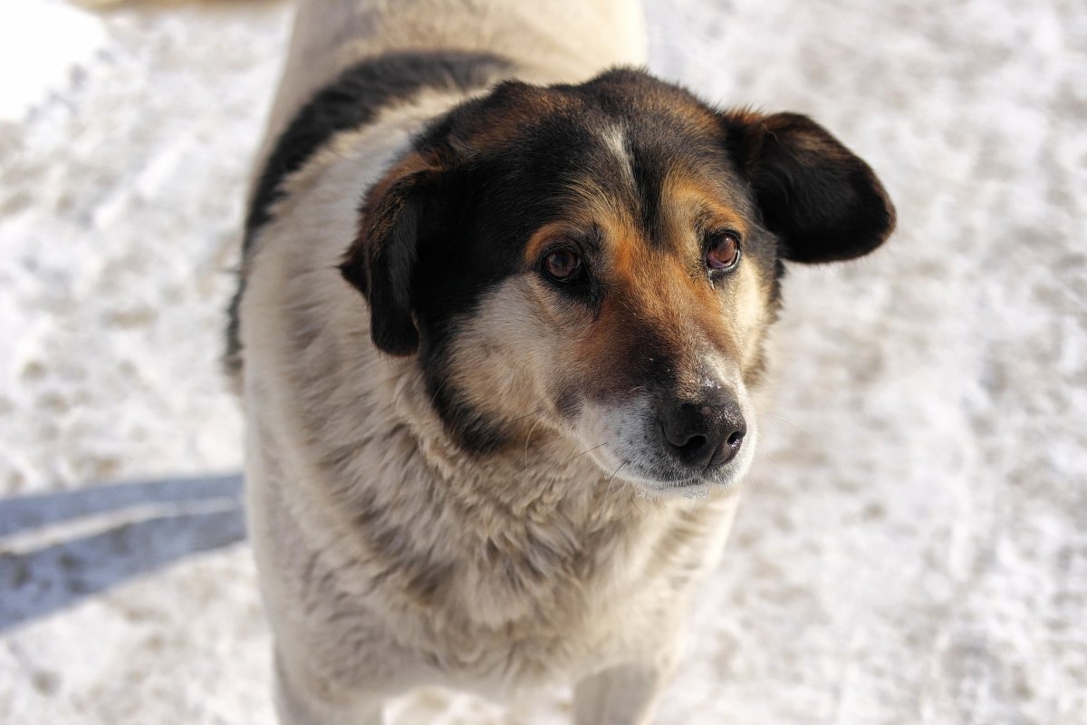 Порода собак двортерьер