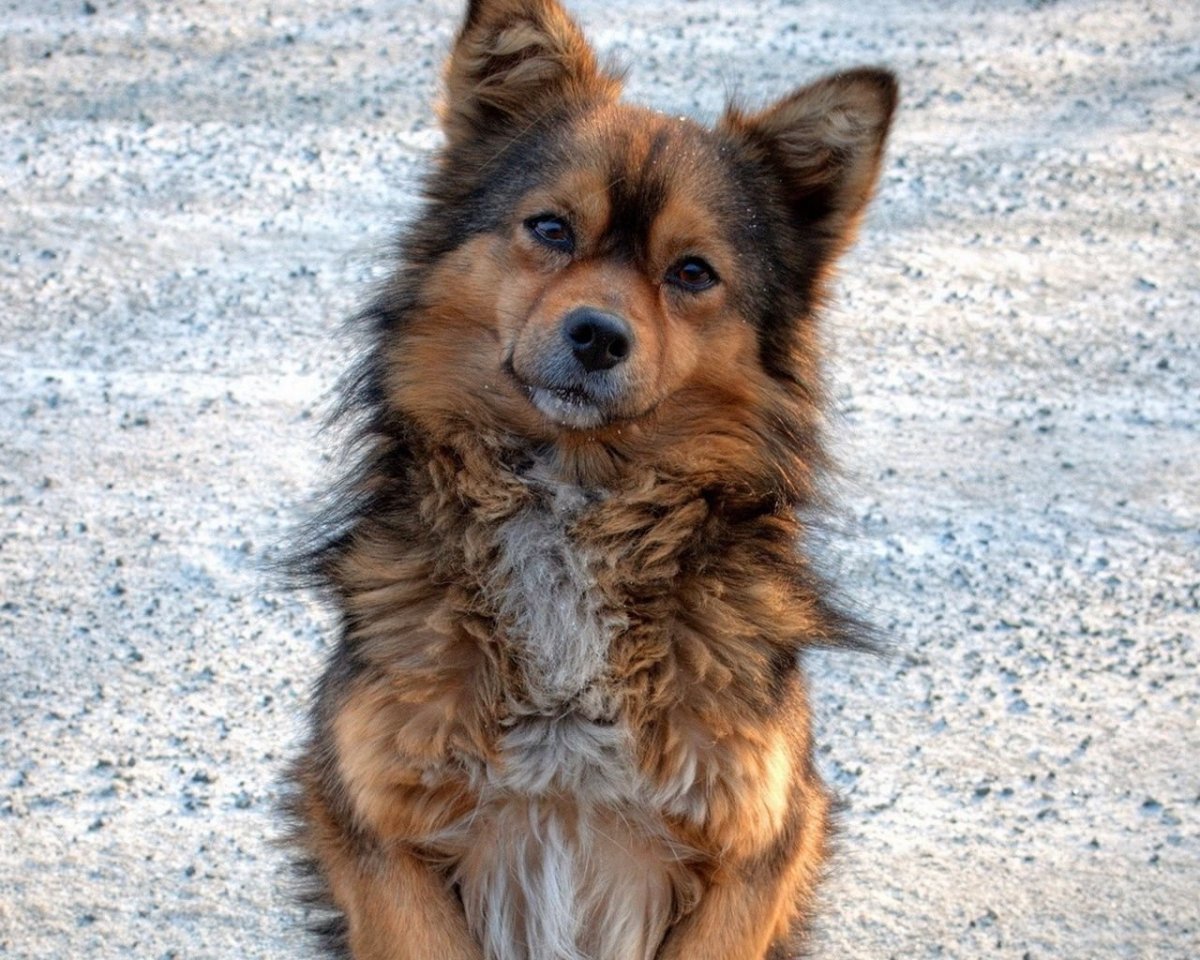 Собаки из приюта