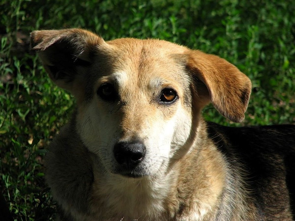 Беспородная собака дворняга