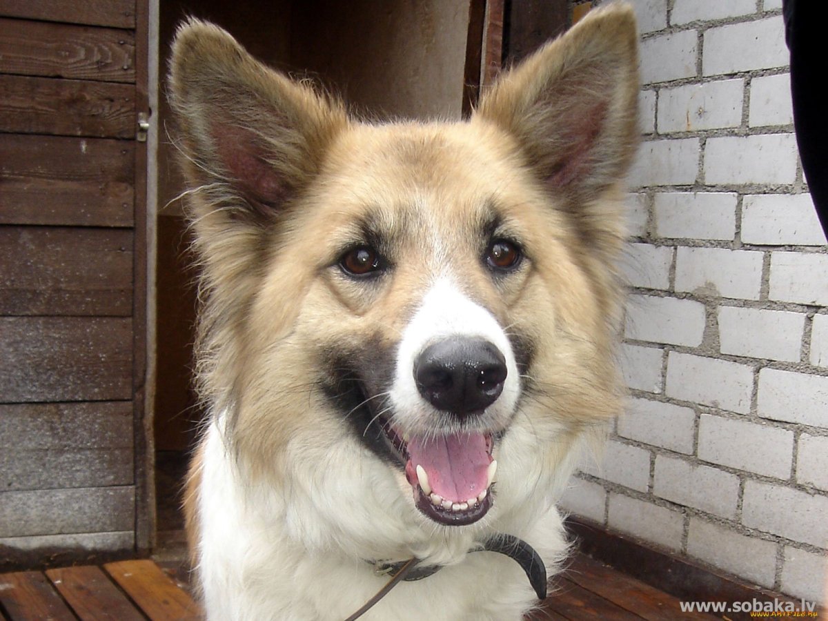 Порода собак Монгрел