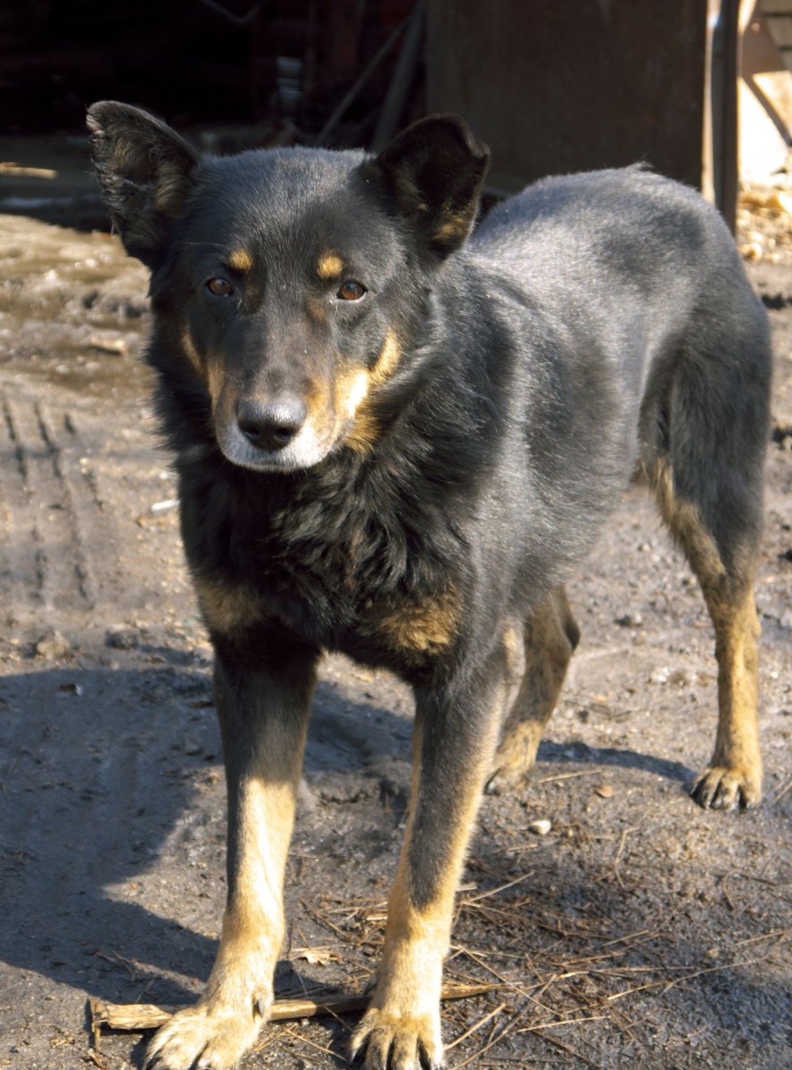 Чистокровный двортерьер