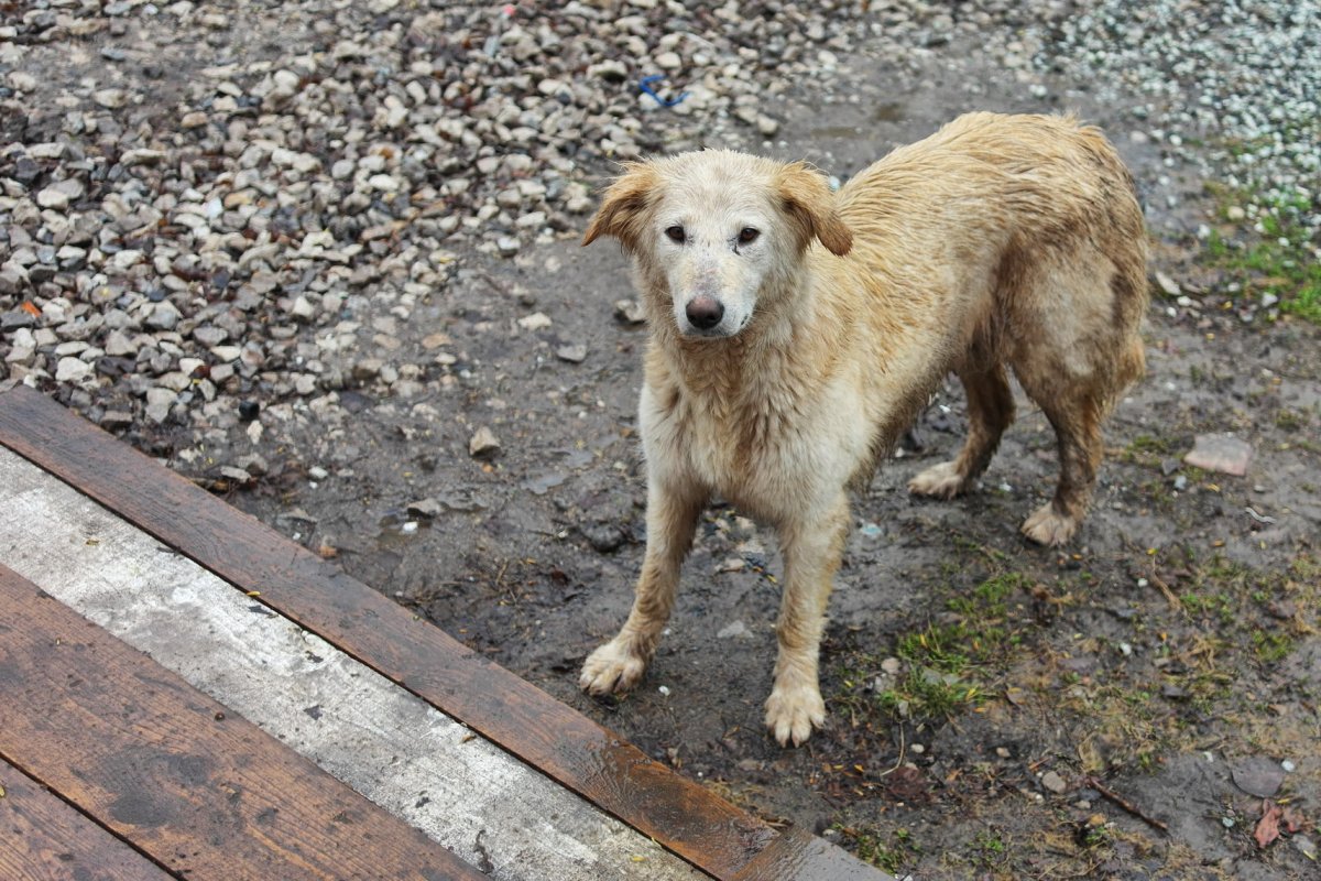 Порода дворняга