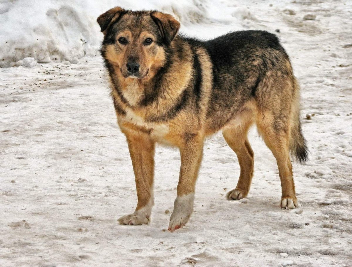 Серая дворняжка длинношерстная