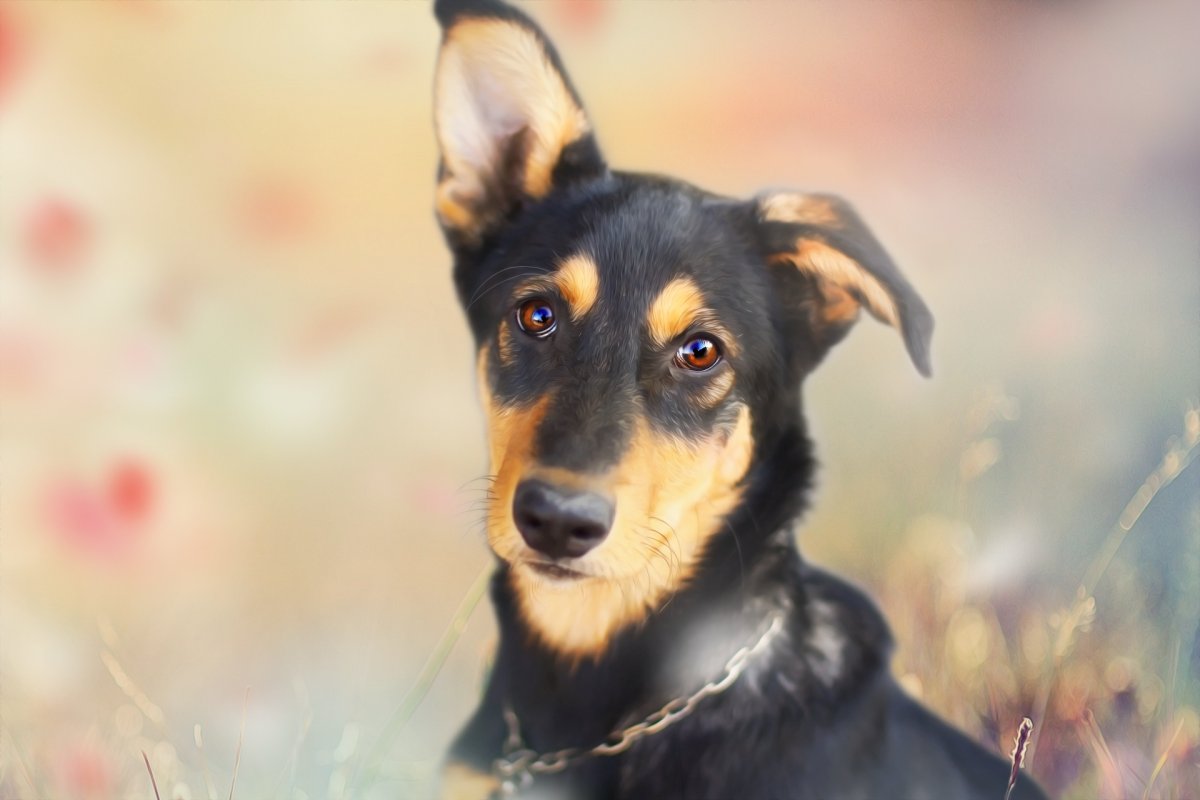 Дворняга собака