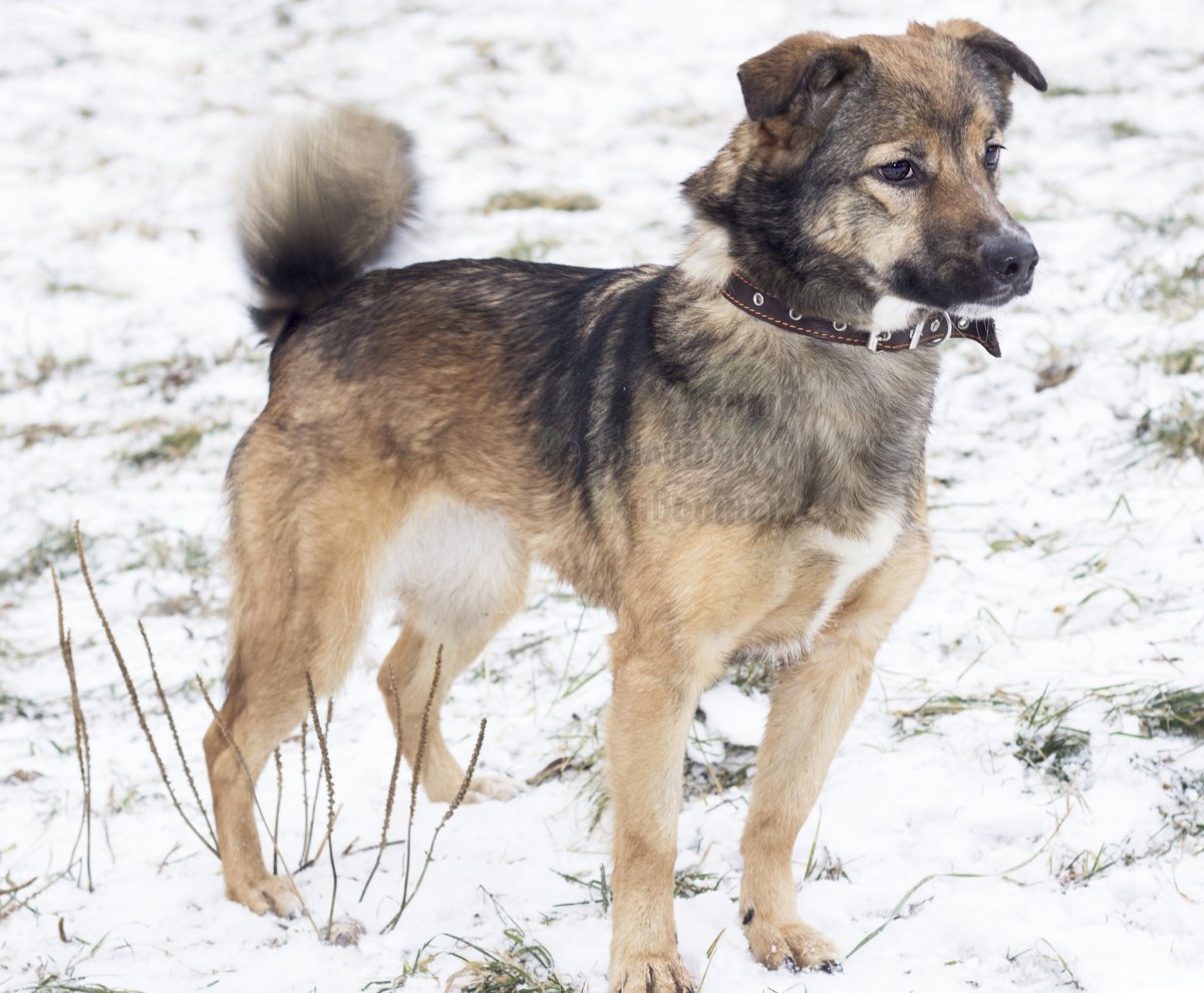 Большая беспородная собака