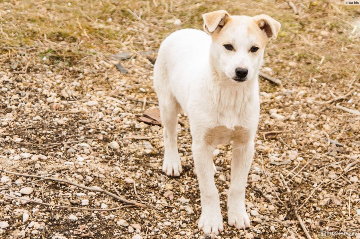 Щенки дворняги 1 месяц