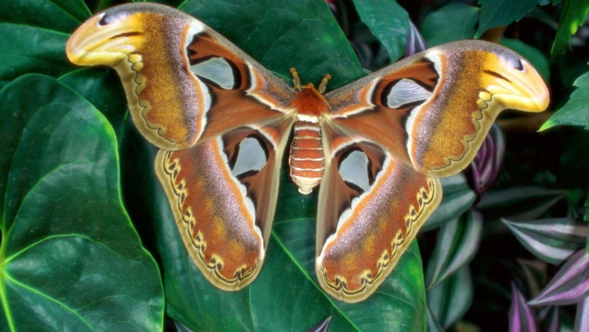 Мадагаскарская голубая бабочка