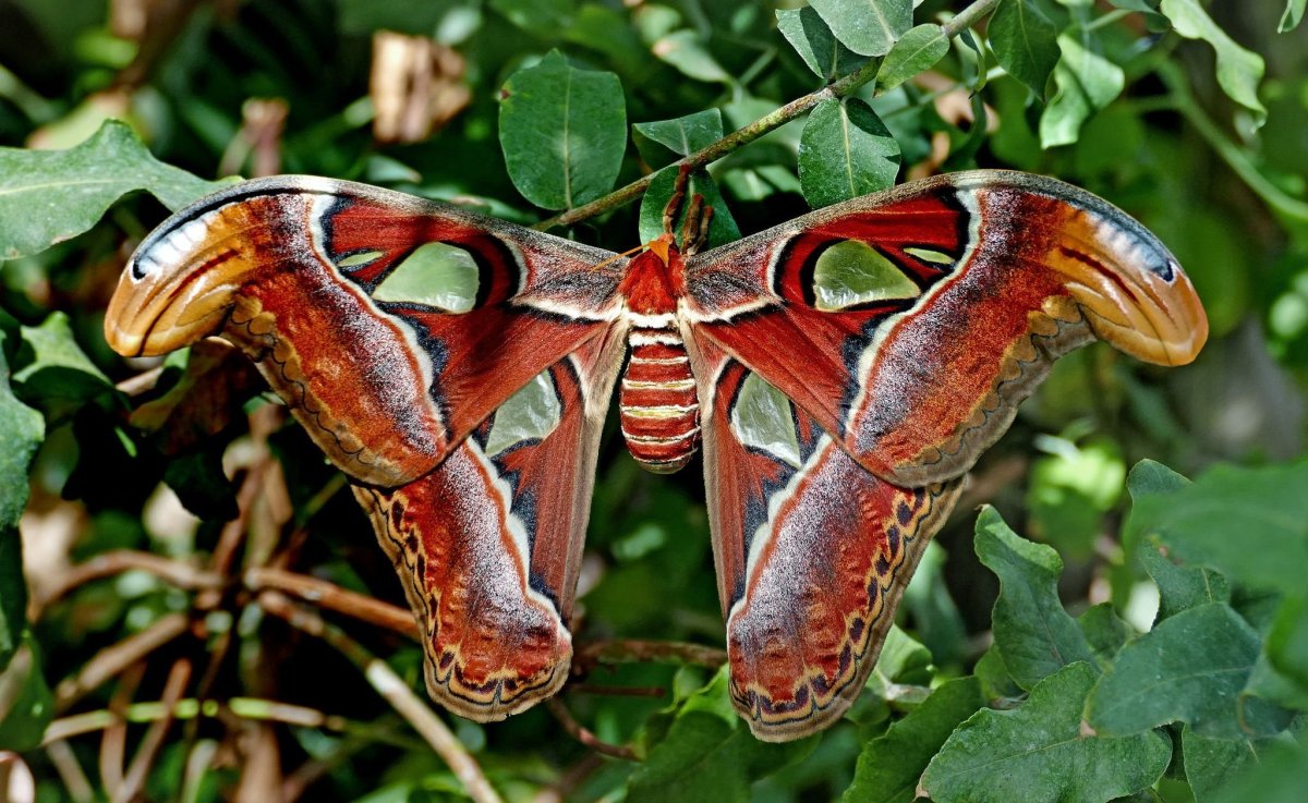 Павлиноглазка атлас Attacus Atlas