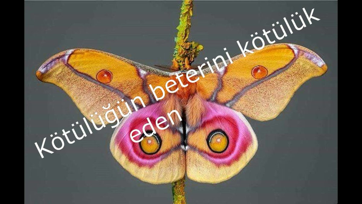 Бабочка Морфо Пелеида