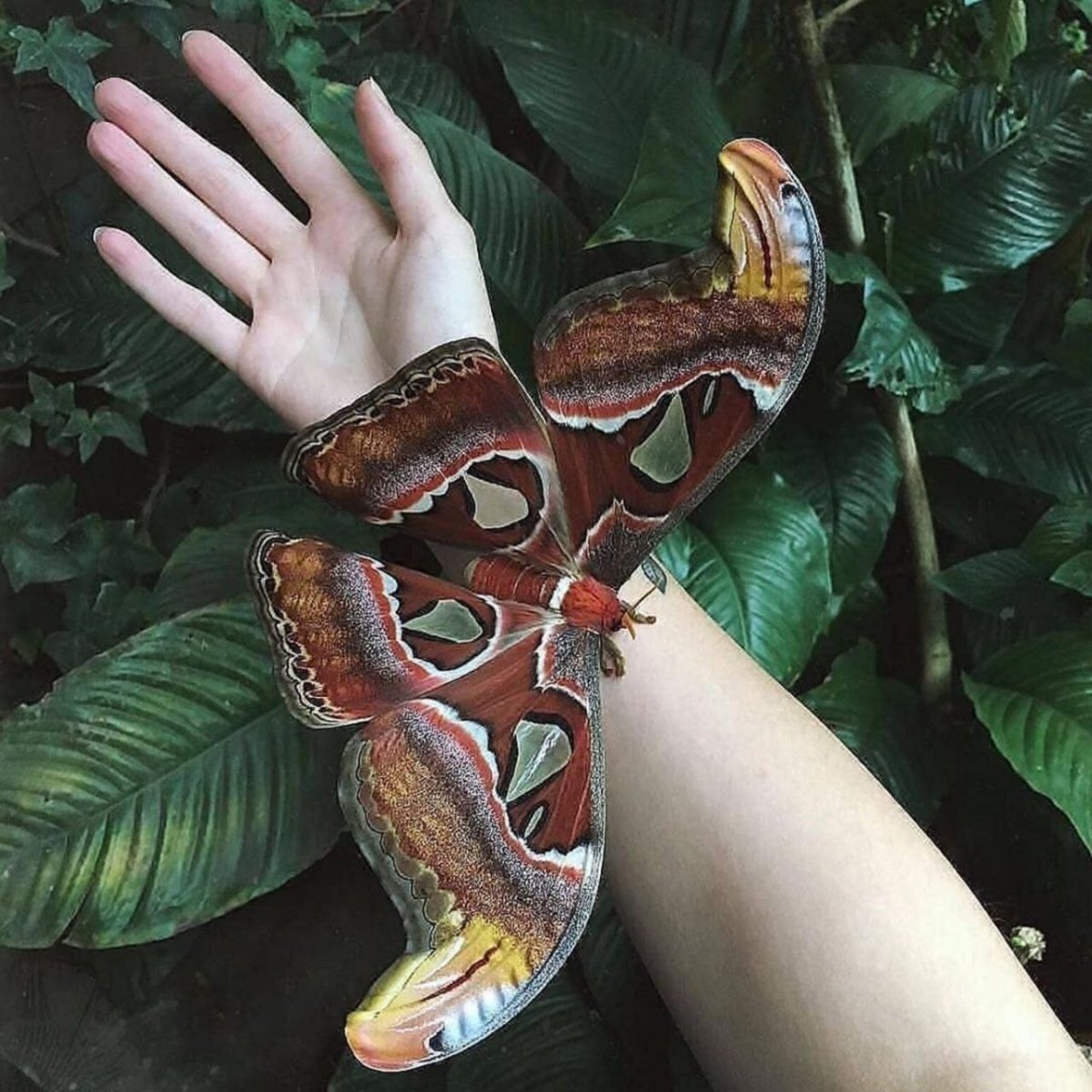 Attacus Atlas бабочка