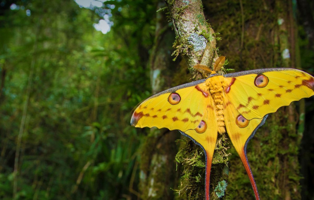 Бабочка Junonia coenia голубая