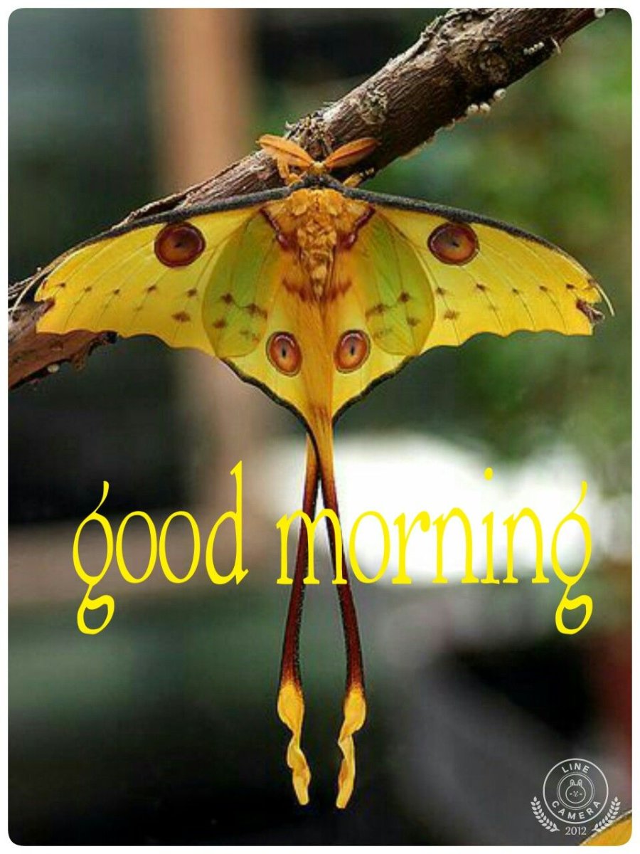 Птицекрыл королевы Александры