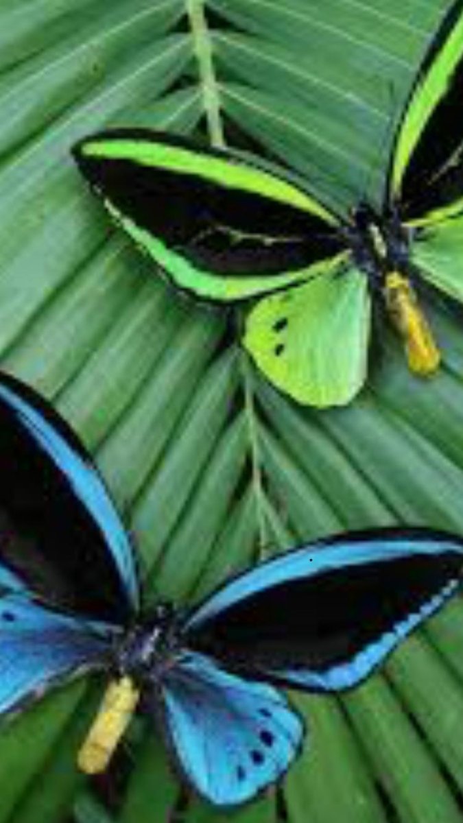 Огромная бабочка