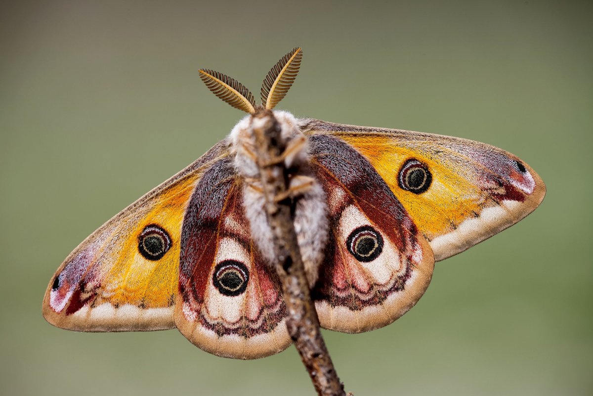 Павлиноглазка малая Saturnia Pavonia