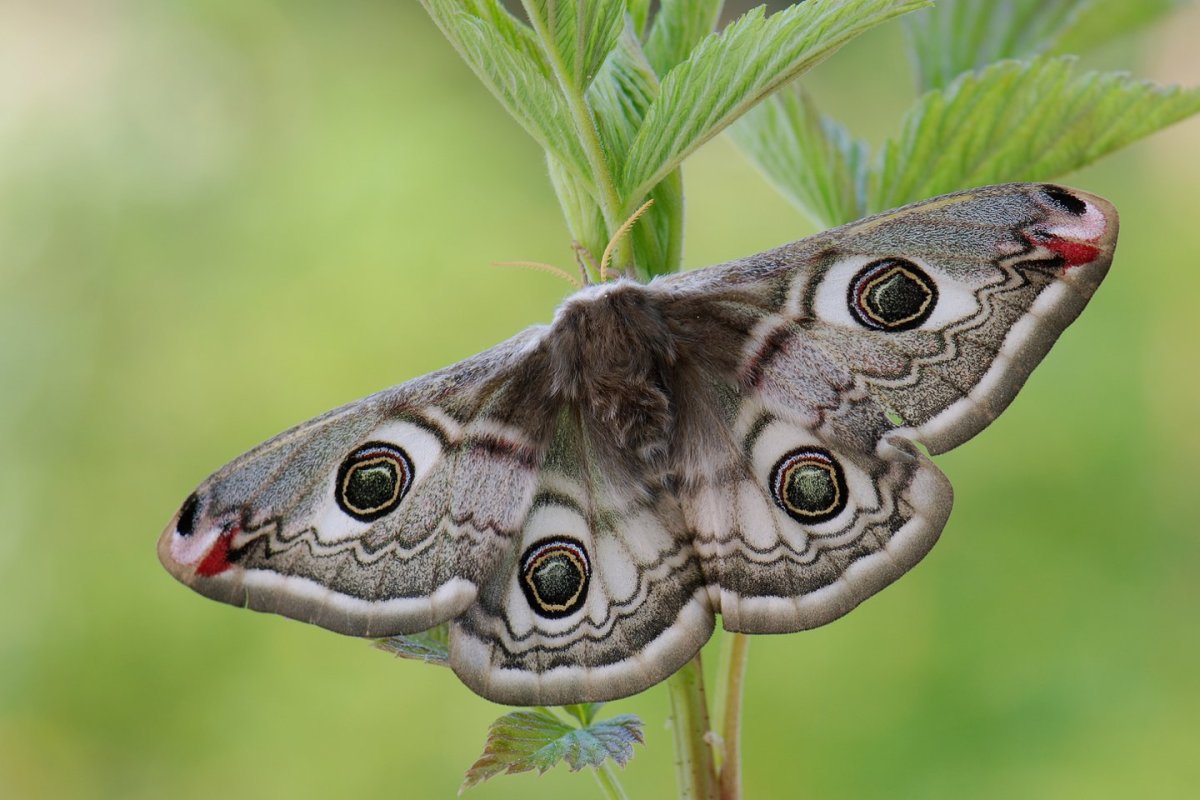 Дневной павлиний глаз бабочка