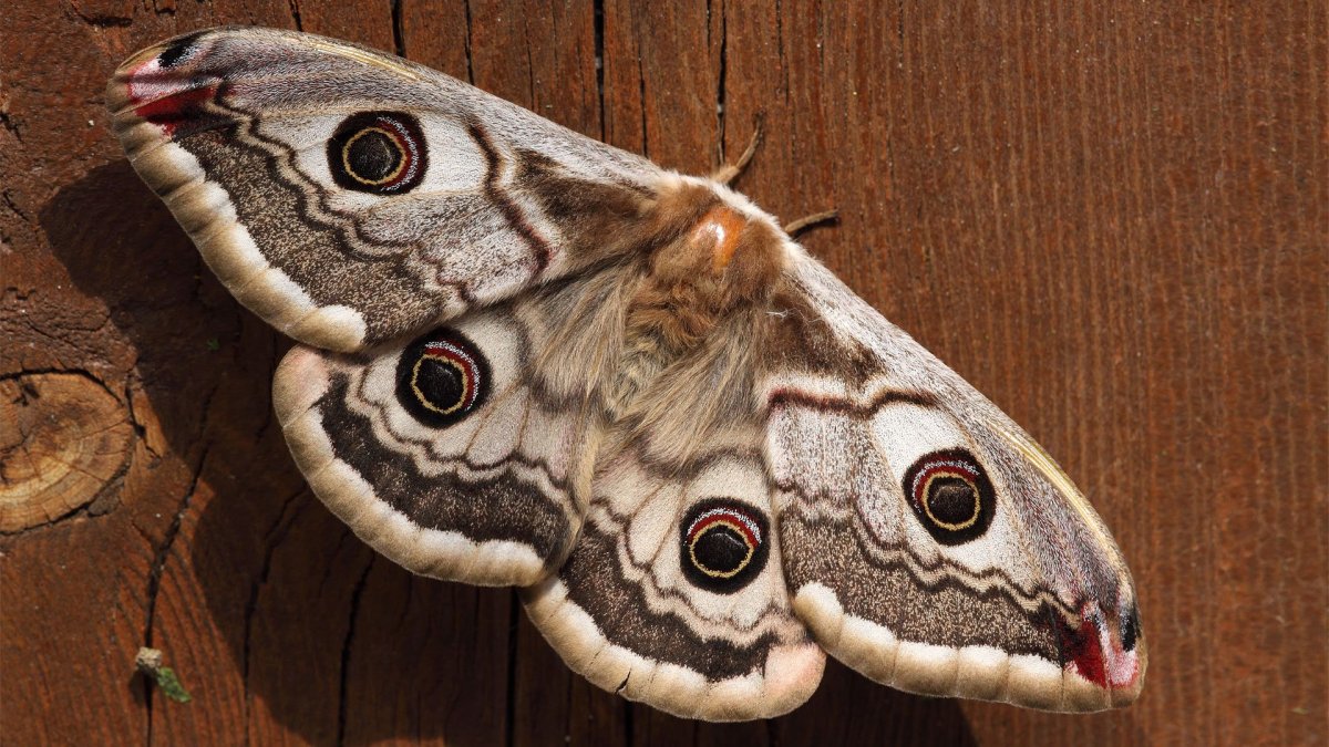 Павлиноглазка малая Saturnia Pavonia