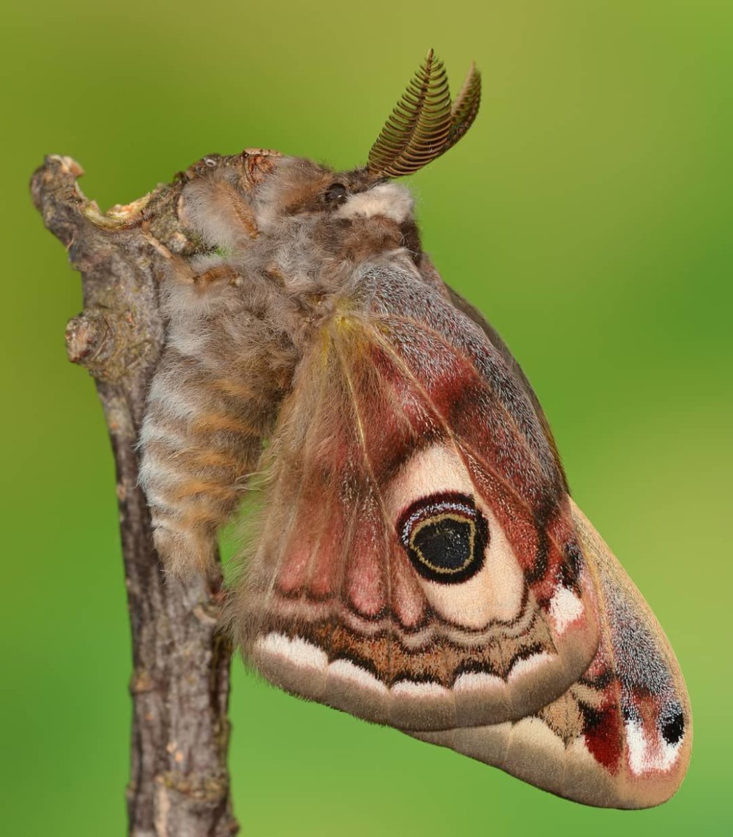 Павлиноглазка малая красная книга