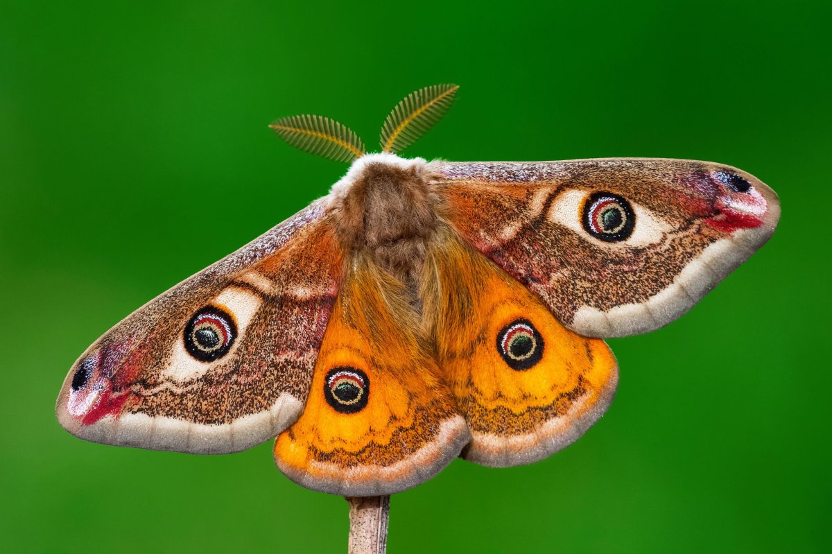 Китайская дубовая Павлиноглазка