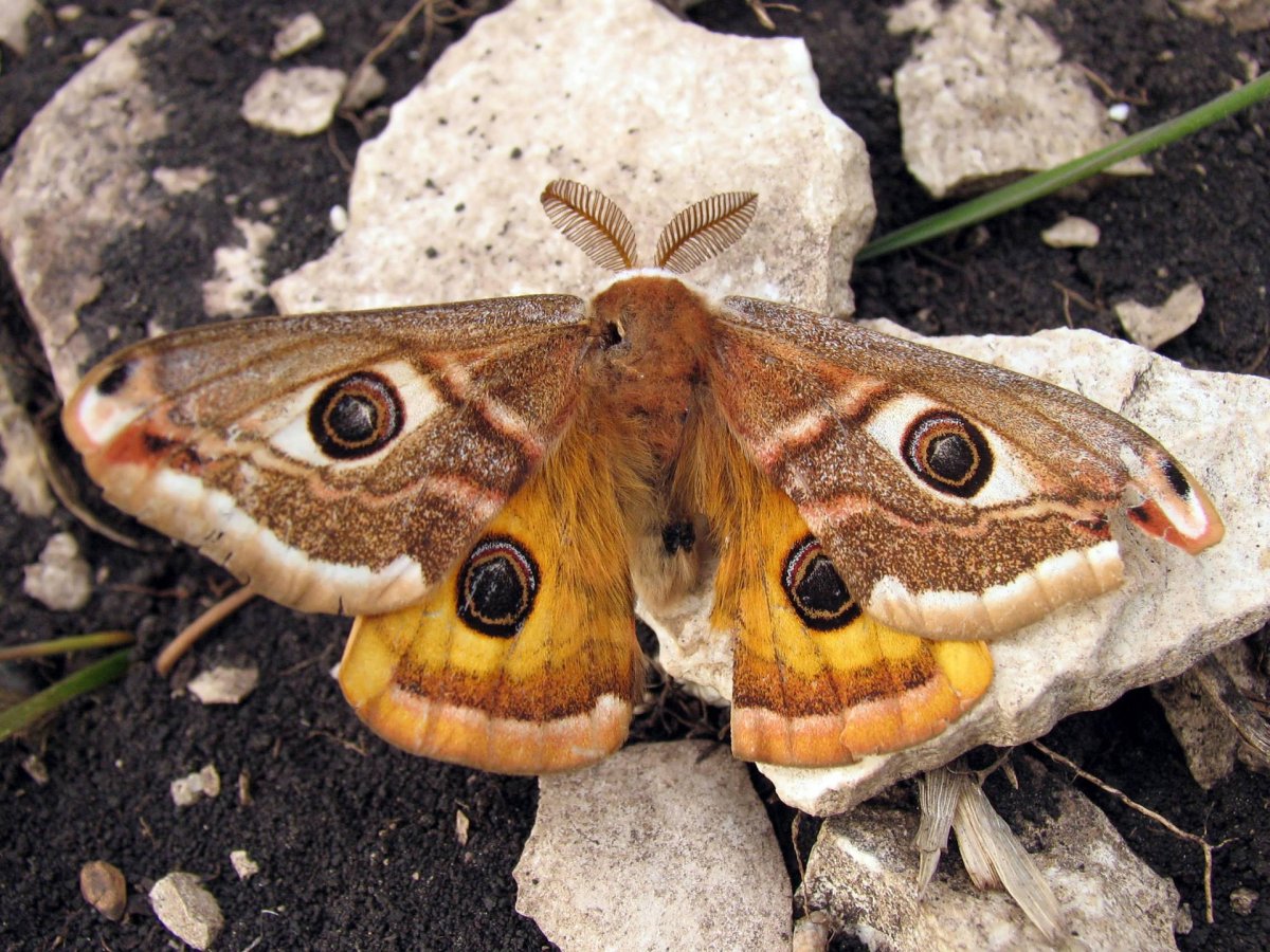 Китайская дубовая Павлиноглазка