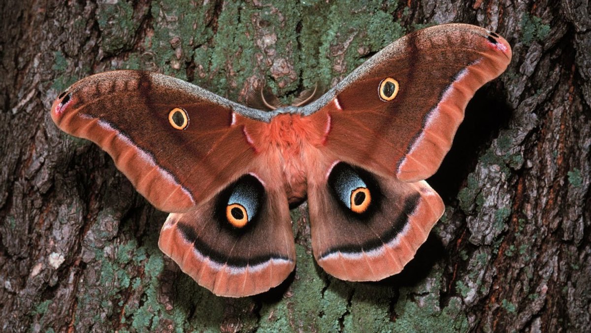 Совка Сатурния