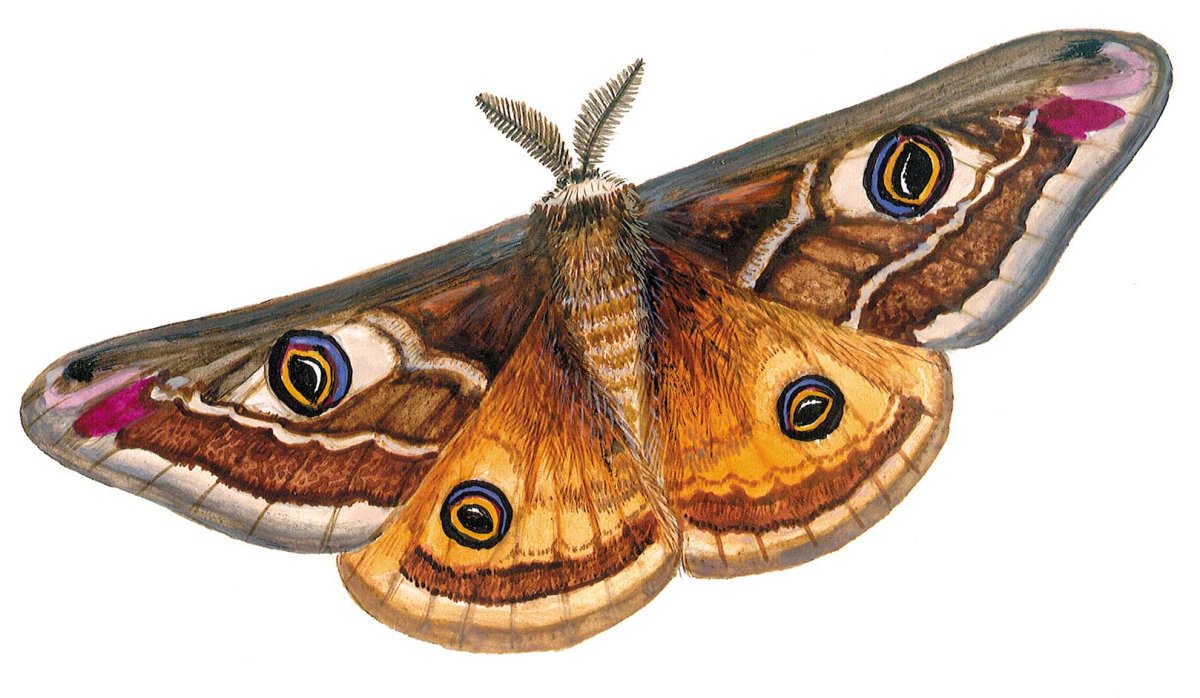 Бабочка Павлиноглазка цекропия
