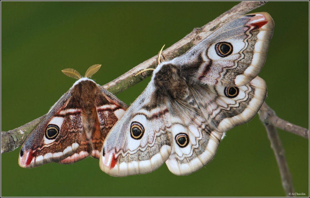 Бабочка Saturnia Pavonia